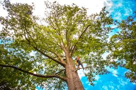 Best Arborist Consultation Services  in Summerside, OH