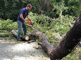 Professional Tree Care  in Summerside, OH