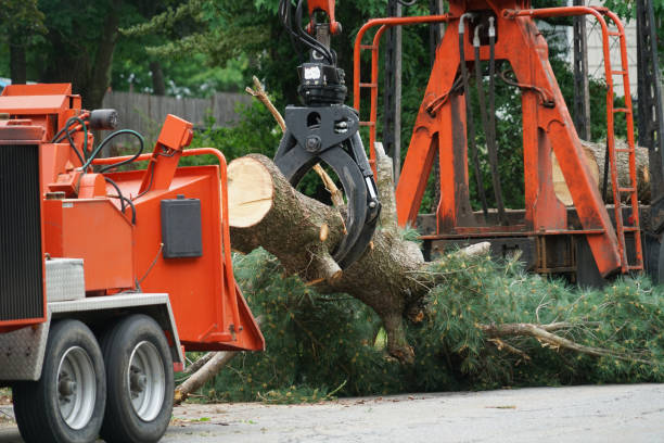 Best Lawn Grading and Leveling  in Summerside, OH