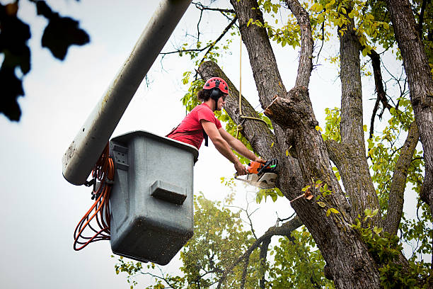 Best Root Management and Removal  in Summerside, OH