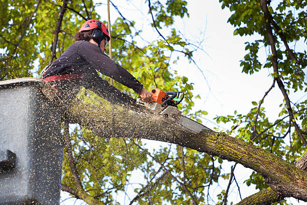 How Our Tree Care Process Works  in  Summerside, OH